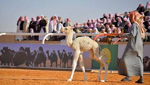 Puluhan Ribu Unta di Arab Saudi Ikuti Kontes Kecantikan